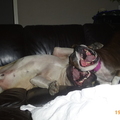 honden foto 
