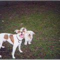 honden foto Bob broer rooie, en chelsea de maltezer.