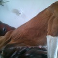 honden foto Spieren <3
