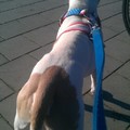 honden foto 