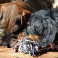 honden foto 