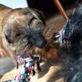 honden foto 