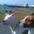 honden foto 