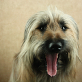 honden foto 