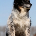 honden foto 