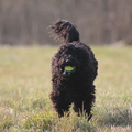 honden foto 