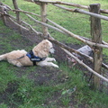 honden foto 