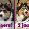 honden foto 