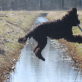 honden foto 