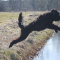 honden foto 
