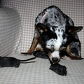 honden foto 