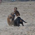 honden foto 