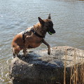 honden foto 