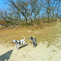 honden foto 