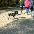 honden foto 