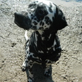 honden foto 