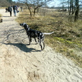 honden foto 