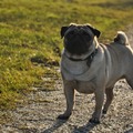 honden foto 
