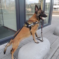 honden foto 