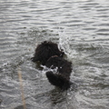 honden foto 