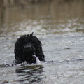 honden foto 