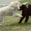 honden foto 