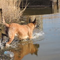 honden foto 