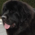 honden foto Even bij komen,denk dat ik een dutje ga doen