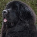 honden foto Mijn trotse beer 11 maanden
