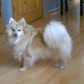 honden foto Cloudje