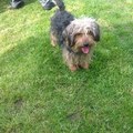 honden foto Lady voor zomercoupe...