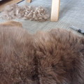 honden foto 