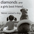 honden foto 