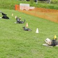 honden foto Down - 2 min blijven liggen