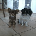 honden foto 