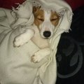 honden foto 