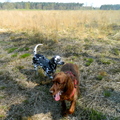 honden foto 