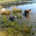 honden foto 