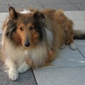honden foto Toch maar voor een keertje kijken.