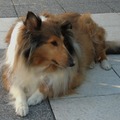 honden foto Merlin 
