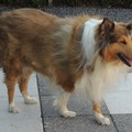 honden foto haren zijn langzaam weer aan het groeien