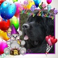 honden foto Ceylan vandaag 5 mei 1 jaar geworden.