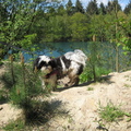 honden foto Reindersmeer 5-5-2013