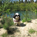 honden foto Reindersmeer 5-5-2013