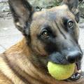 honden foto 