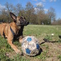 honden foto Liefje <3