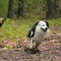 honden foto Actie!