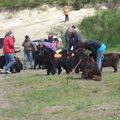 honden foto 