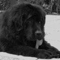 honden foto 