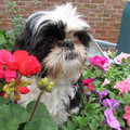 honden foto Bonny jarig 15-5-2013
